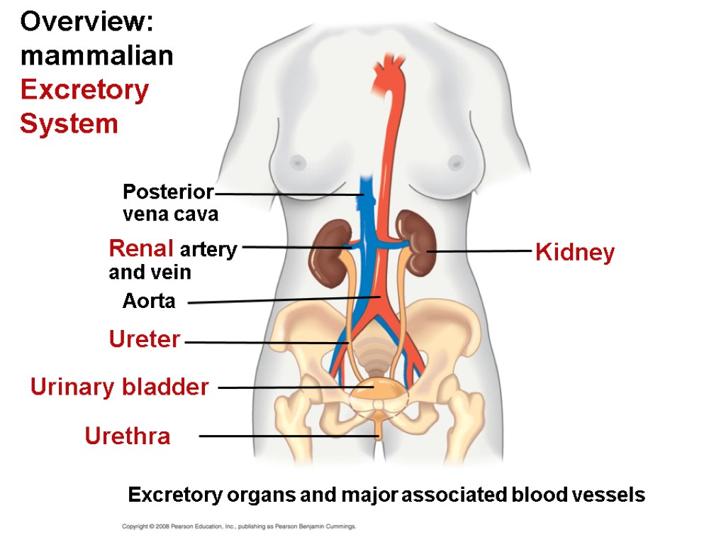 Overview: mammalian Excretory System Posterior vena cava Renal artery and vein Urinary bladder Ureter